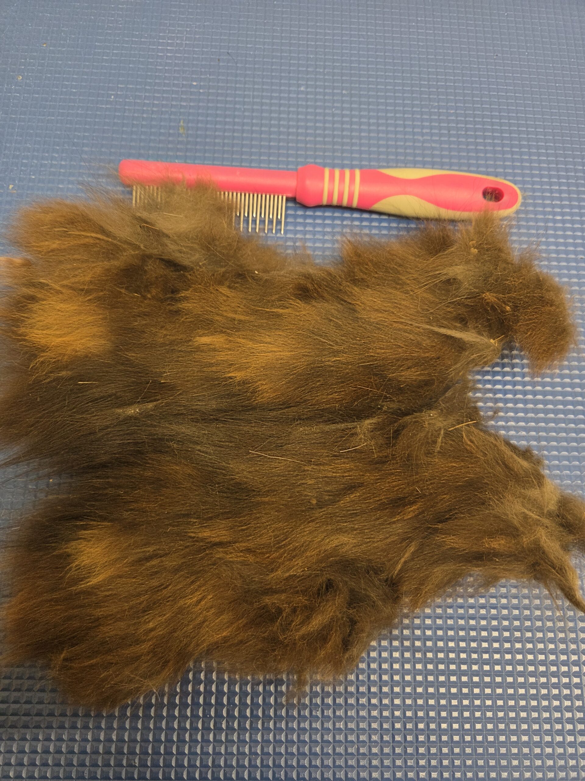 A single matt removed from a cat's coat, photographed beside a grooming comb for scale